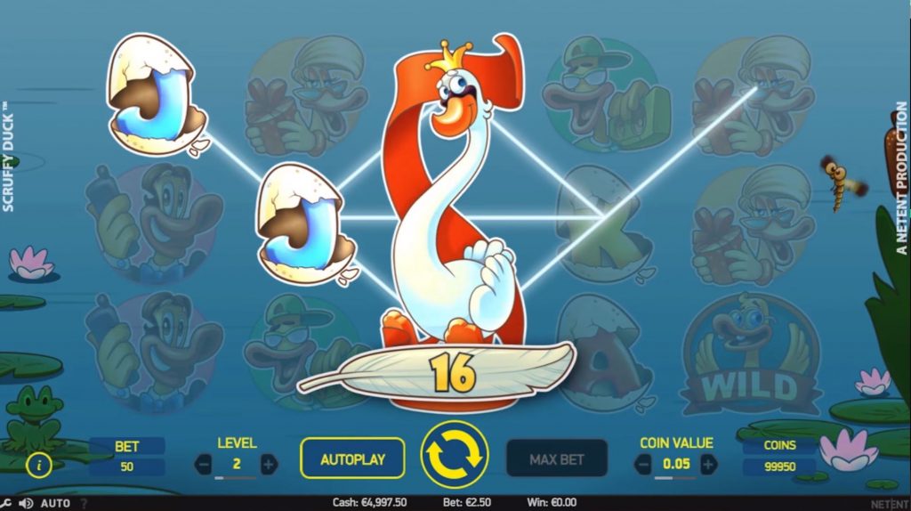 scuffy duck wild
